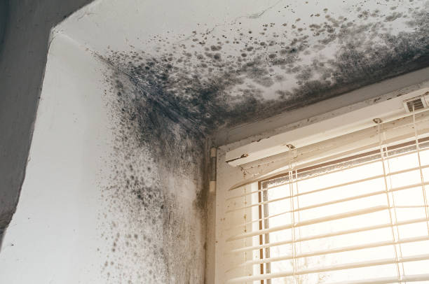 Affordable Mold Cleanup solutions in Betterton, MD